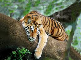 tiger in tree